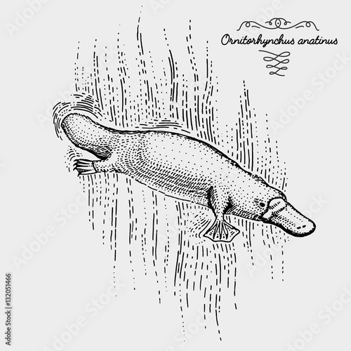 platypus engraved, hand drawn vector illustration in woodcut scratchboard style, vintage drawing species.