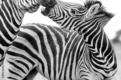 Zebras Kiss South Africa