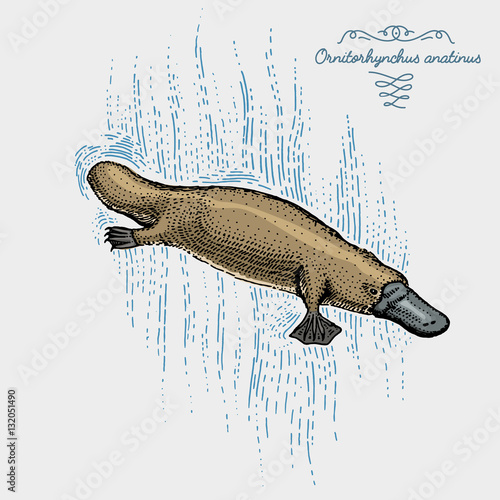 platypus engraved, hand drawn vector illustration in woodcut scratchboard style, vintage drawing species.