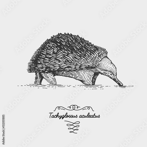 Echidna Tachyglossus aculeatus engraved, hand drawn vector illustration in woodcut scratchboard style, vintage drawing species.