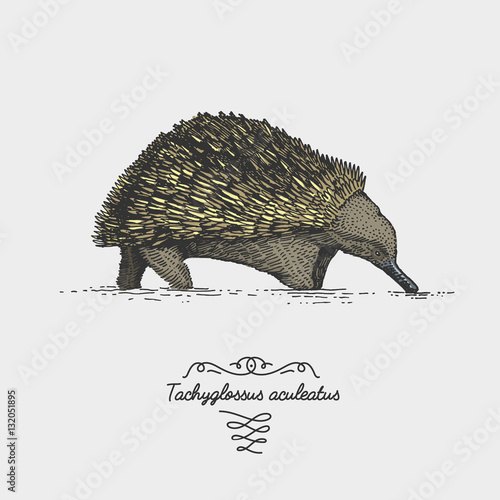 Echidna Tachyglossus aculeatus engraved, hand drawn vector illustration in woodcut scratchboard style, vintage drawing species.