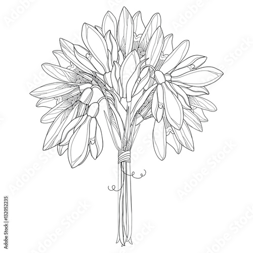 Vector bouquet with ornate outline Snowdrop flowers or Galanthus isolated on white background. Floral elements for spring design and coloring book. Traditional spring flower in contour style.