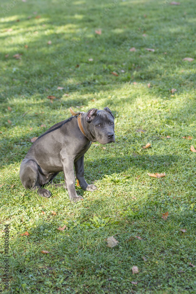 Young Cane Corso dog on the background of a green grass