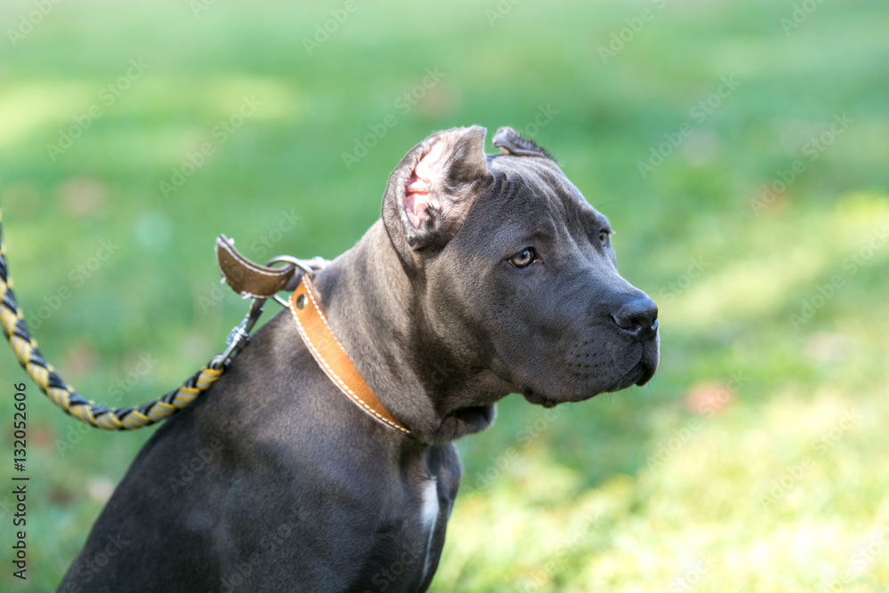 Young Cane Corso dog on the background of a green grass