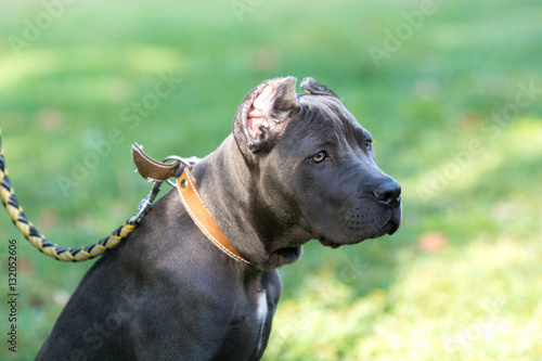 Young Cane Corso dog on the background of a green grass