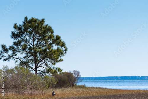 Florida pine tree at ocean bay