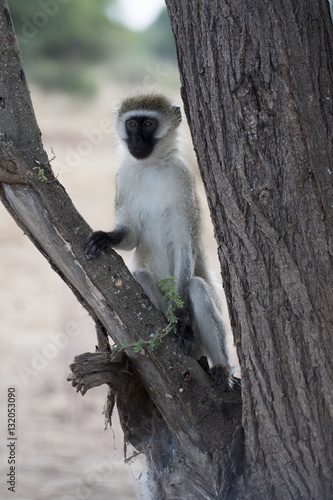 Vervet monkey (Chlorocebus pygerythrus) sitting upright in a tree in Tanzania © Terry