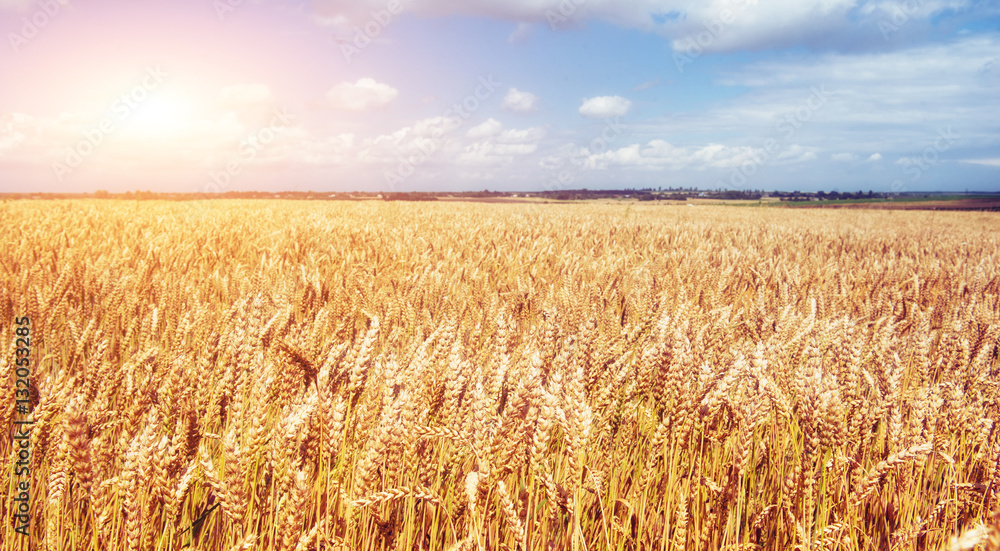 Naklejka premium Blue sky and golden field of wheat.