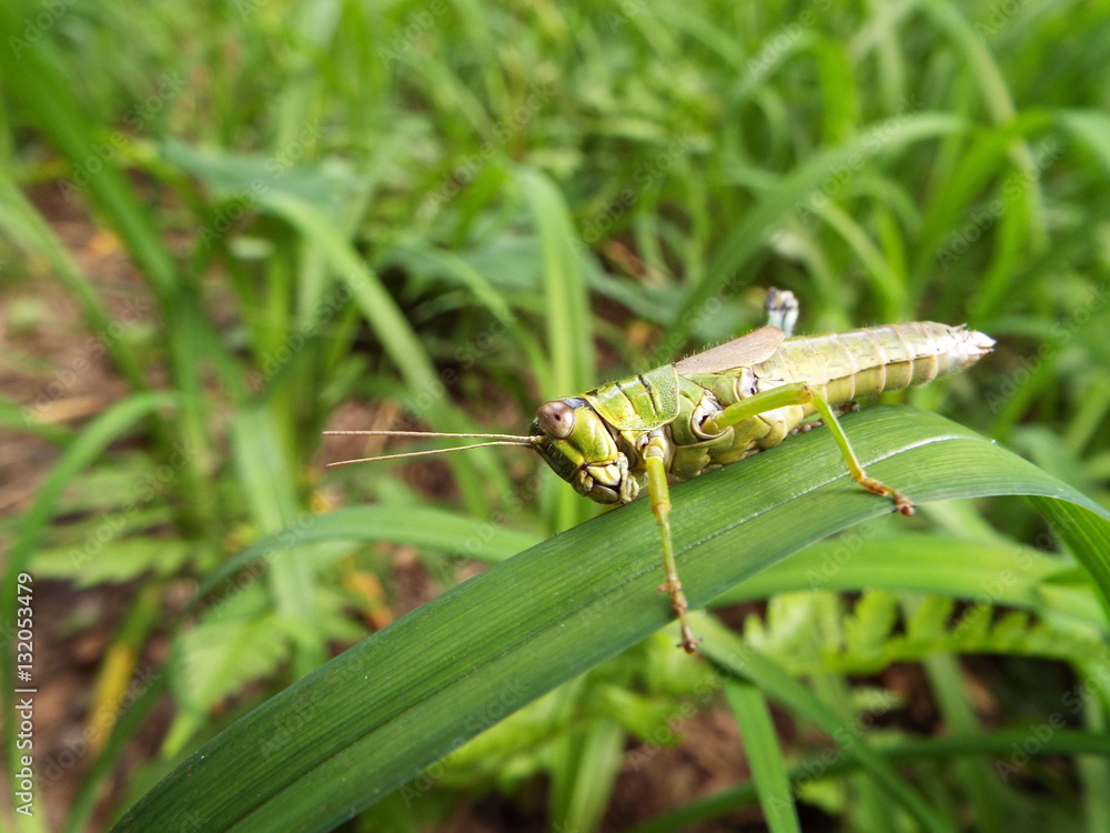 怪我をしたトノサマバッタ