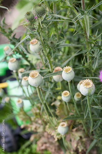 Mohn Knospen