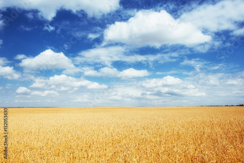  meadow wheat under sky