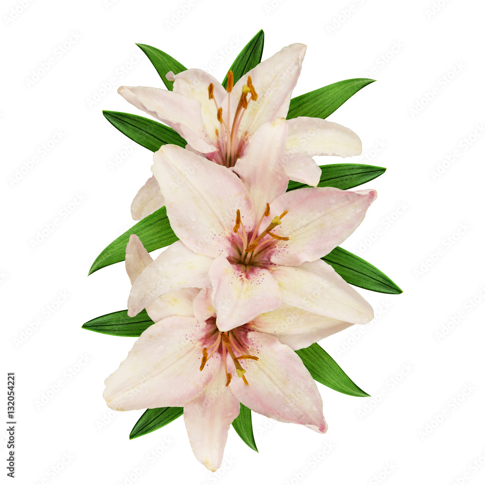 Pink and white lilies Pink and white lilies
