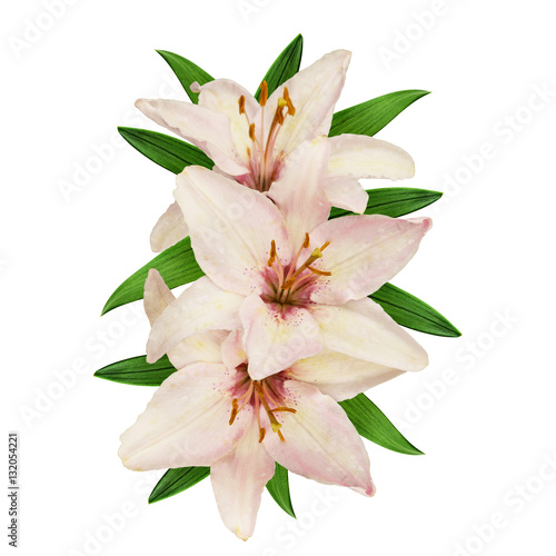 Pink and white lilies