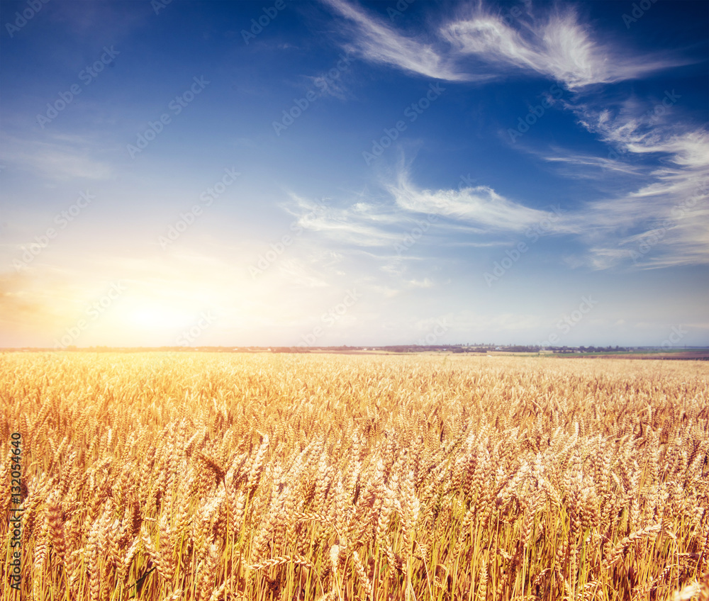 Naklejka premium meadow wheat under sky