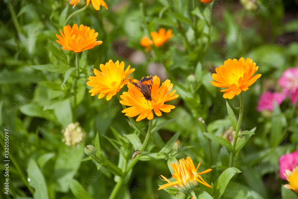 Orange Flower with Butterfly Orange Flower with Butterfly