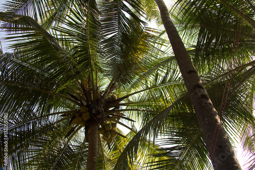Close up of large coconuts on a coconut tree near the Anjuna beach in north Goa  India