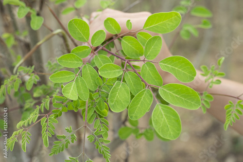 Quadro su tela The moringa plant with its leaves (Moringa oleifera)