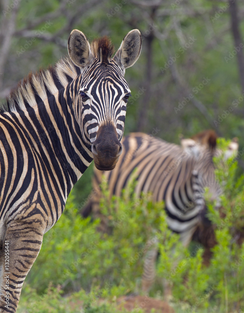 Burchell's zebra (Equus quagga burchellii) Natal S. Africa Burchell's zebra (Equus quagga burchellii) Natal S. Africa