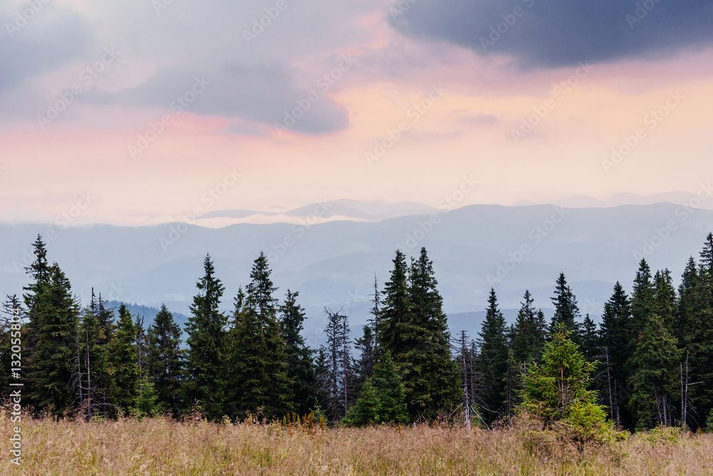 Pine tree forest