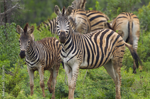 Burchell s zebra  Equus quagga burchellii   Natal S. Africa