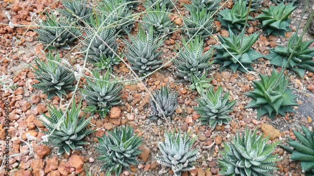 Arid plant in desert environment Arid plant in desert environment