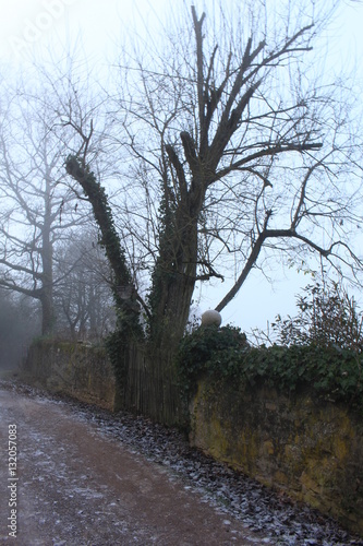 Weg vorbei an einer urigen Mauer mit Bäumen im Winter