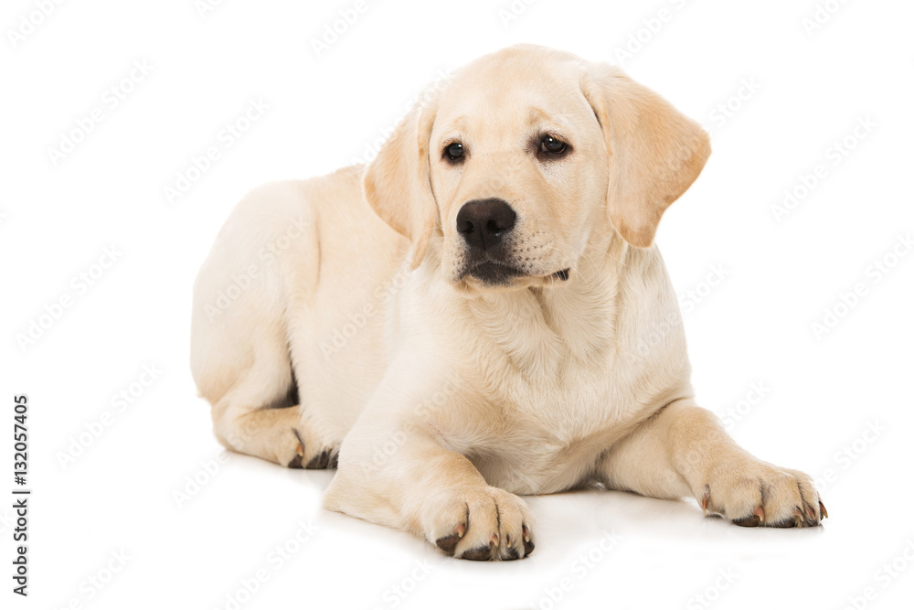 Labradorwelpe Labradorwelpe