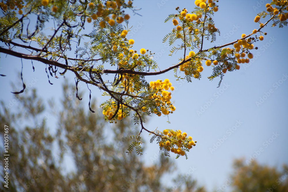 Tree with yellow Flowers Tree with yellow Flowers