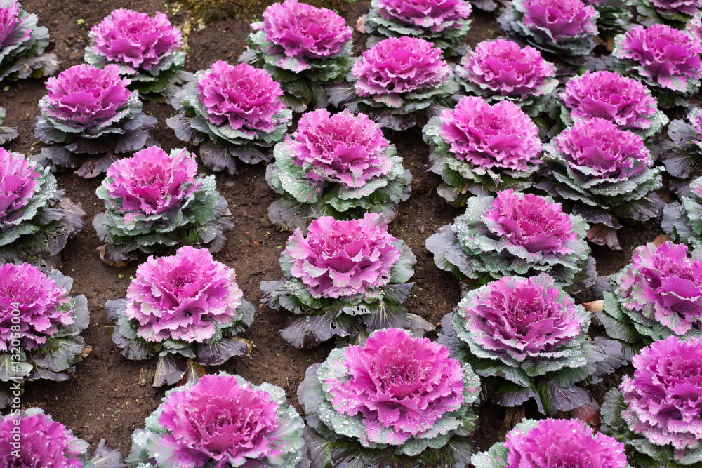 cabbage color garden after rain.