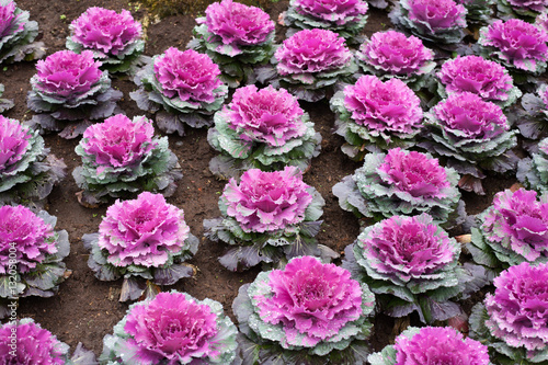 cabbage color garden after rain.
