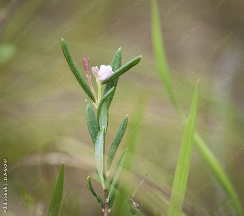 Leaves and flower of the Bog Rosemary shrub, Andromeda polifolia. Leaves and flower of the Bog Rosemary shrub, Andromeda polifolia.