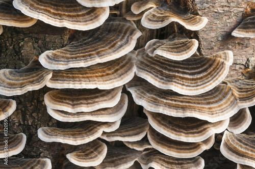A close up image of Many-Zoned polypore bracket fungus growing on a tree trunk