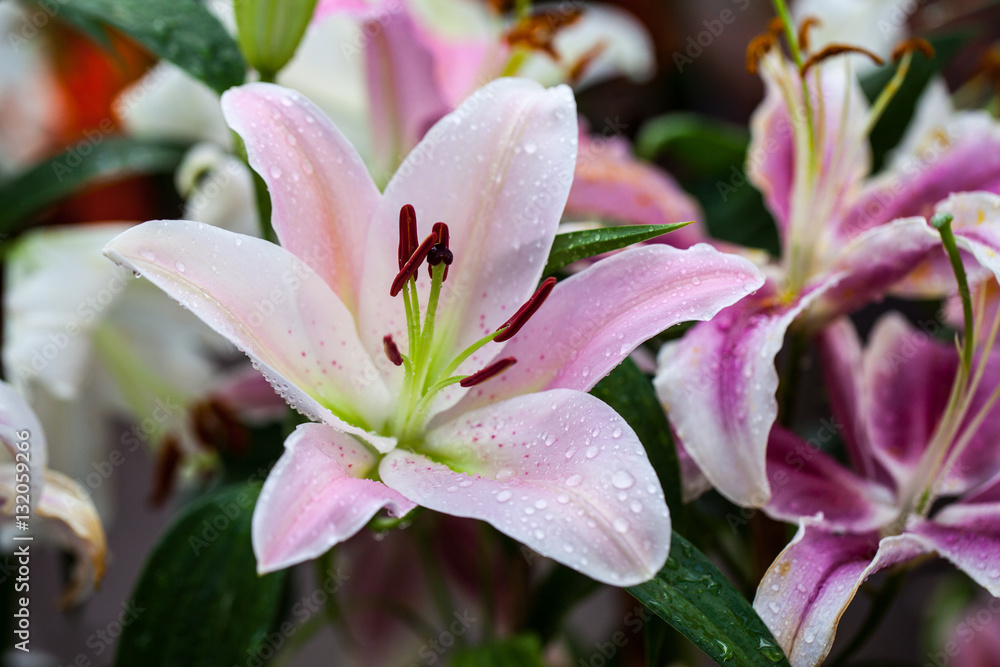 Fototapeta premium Zephyranthes flower. Common names for species in this genus incl