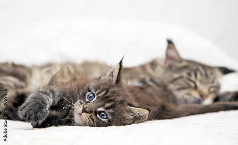 Маленький пушистый котенок Мейн-Кун с мамой кошкой лежат. Stock-Foto |  Adobe Stock