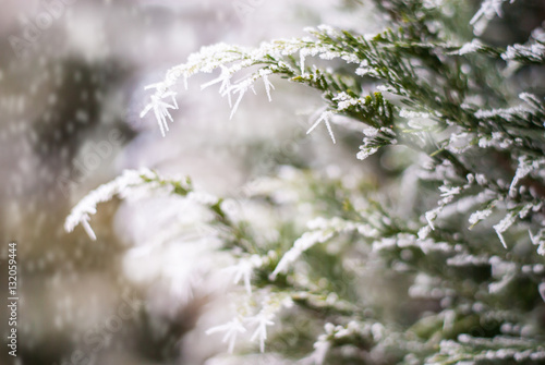 Winter background with conifer branches.