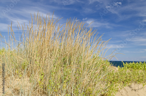 Fototapeta Naklejka Na Ścianę i Meble -  Sunny beach with sand dunes and blue sky in Bulgaria