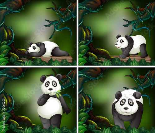 Panda in the dark forest