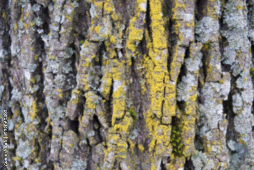 Unfocused old wood tree bark texture with green moss Unfocused old wood tree bark texture with green moss