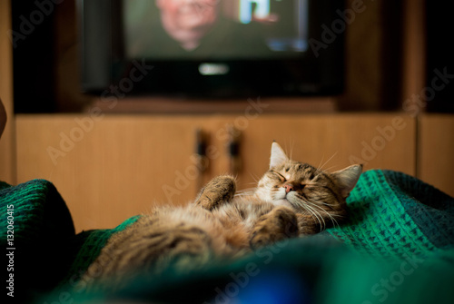 Wallpaper Mural cat sleeping belly up Torontodigital.ca