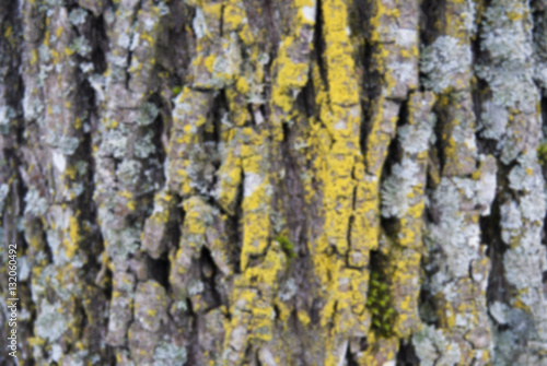 Unfocused old wood tree bark texture with green moss