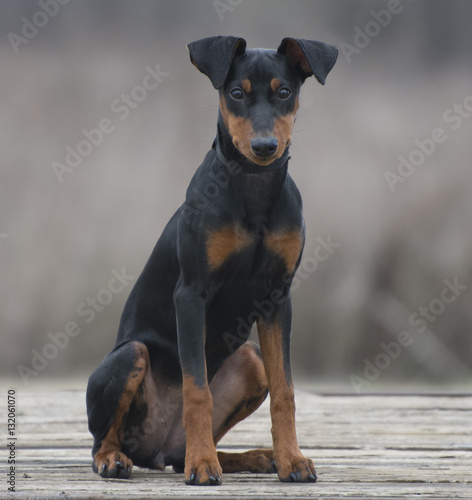 Foto A beautiful German pinscher puppy sits on a rustic wood surface and looks into t