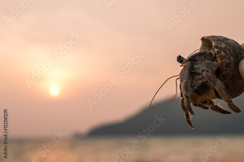 hermit crab by sunset