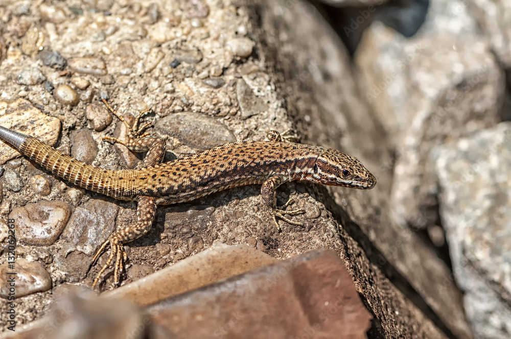 Close-up on a brown lizard near the railroad tracks. Regenerating tail Close-up on a brown lizard near the railroad tracks. Regenerating tail