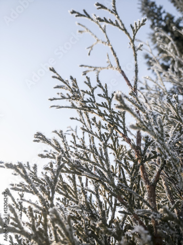 Frozen branches in the Winter (Ostrobothnia, Finland)