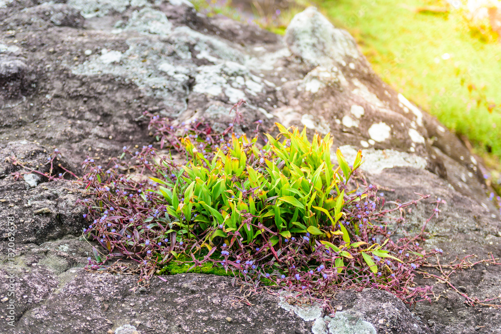 Plants ecosystems and flower in Plants ecosystems and flower in