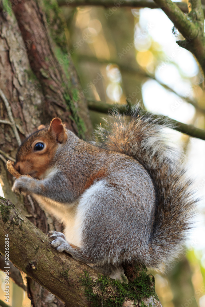 Grey Squirrel in tree Grey Squirrel in tree
