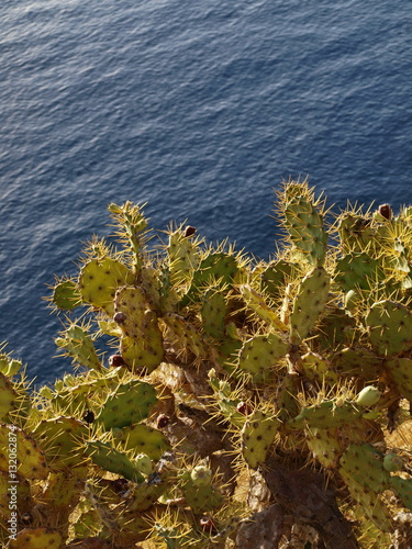 Fototapeta Naklejka Na Ścianę i Meble -  Cacti growing by the sea 