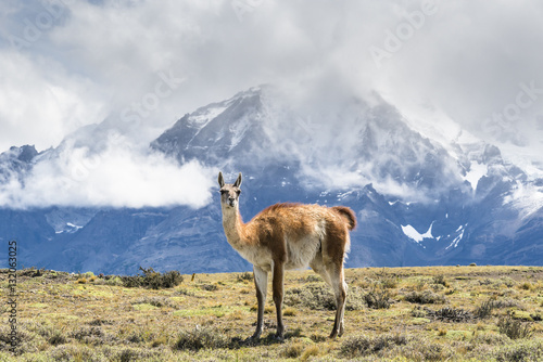 Guanaco in front of Torres del Paine National Park, Patagonia, Chile