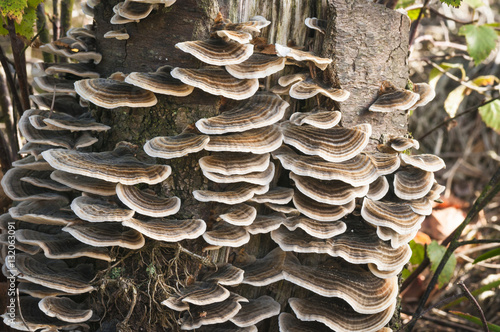 Many-Zoned polypore bracket fungus growing on a tree trunk