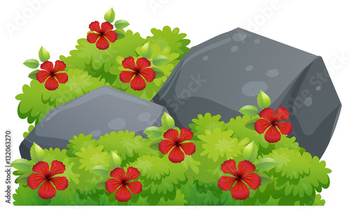 Red hibiscus flowers in the bush